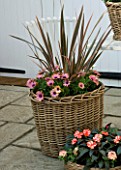 DESIGNERS SUE AYLETT AND GAY SEARCH: DWICKER BASKET COTTAGE STYLE CONTAINER IN COURTYARD PLANTED WITH PHORMIUM AND OSTEOSPERMUMS