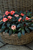 DESIGNERS SUE AYLETT AND GAY SEARCH: WICKER BASKET COTTAGE STYLE CONTAINER IN COURTYARD PLANTED WITH IMPATIENS NEW GUINEA