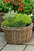 DESIGNERS SUE AYLETT AND GAY SEARCH: WICKER BASKET COTTAGE STYLE CONTAINERS IN COURTYARD PLANTED WITH THYMES (HERBS) AND TOMATOES. VEGETABLE