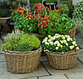 DESIGNERS SUE AYLETT AND GAY SEARCH: WICKER BASKET COTTAGE STYLE CONTAINERS IN COURTYARD PLANTED WITH VIOLAS  THYMES (HERBS) AND TOMATOES. VEGETABLE