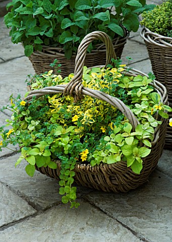 DESIGNERS_SUE_AYLETT_AND_GAY_SEARCH_YELLOW_THEMED_WICKER_BASKET_COTTAGE_STYLE_CONTAINER_IN_COURTYARD