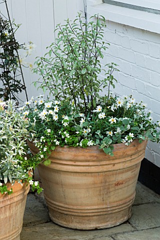 DESIGNERS_SUE_AYLETT_AND_GAY_SEARCH_SILVER_THEMED_TERRACOTTA_CONTAINER_IN_COURTYARD_PLANTED_WITH_MAR