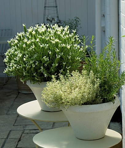 DESIGNERS_SUE_AYLETT_AND_GAY_SEARCH_WHITE_LAVENDER_AND_HERBS_IN_CREAMY_WHITE_CONTAINERS_IN_COURTYARD