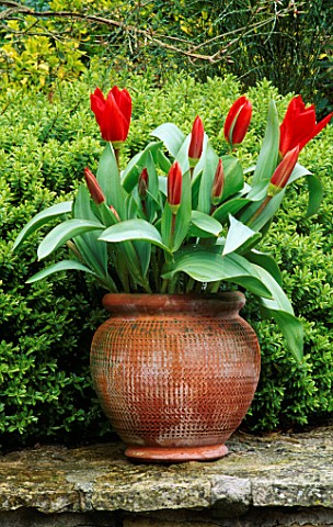 CONTAINER_PLANTED_WITH_RED_EMPEROR_TULIPS_CHIFFCHAFFS_GARDEN__DORSET