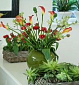 DESIGNERS SUE AYLETT: SUE AYLETTS HOUSE  LONDON: THE DINING ROOM - BEAUTIFUL  FLOWER DISPLAY OF RANUNCULUS  CALLA LILIES  TULIPS AND KANGAROO PAW IN GREEN CONTAINER