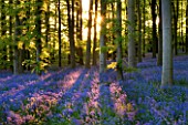 COTON MANOR  NORTHAMPTONSHIRE: THE BLUEBELL WOOD IN SPRING IN EVENING LIGHT. SHADOWS