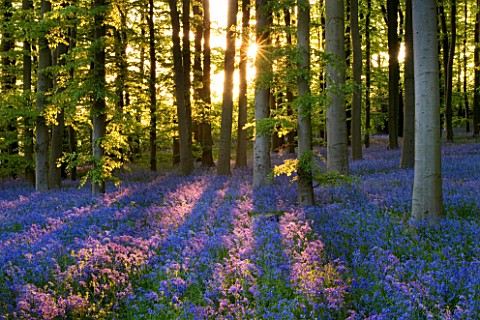 COTON_MANOR__NORTHAMPTONSHIRE_THE_BLUEBELL_WOOD_IN_SPRING_IN_EVENING_LIGHT_SHADOWS