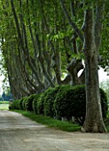 PROVENCE  FRANCE - ALTAVES. PATH BETWEEN AVENUE OF PLANE TREES LEADING TO HOUSE