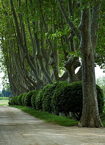 PROVENCE__FRANCE__ALTAVES_PATH_BETWEEN_AVENUE_OF_PLANE_TREES_LEADING_TO_HOUSE