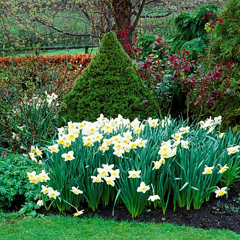 NARCISSI_ICE_FOLLIES_IN_THE_BORDER_BY_THE_MAIN_LAWN_AT_CHIFFCHAFFS_GARDEN__DORSET