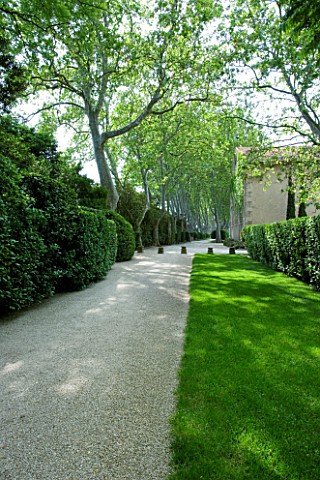 PROVENCE__FRANCE__ALTAVES_GARDEN_PATH_AND_AVENUE_OF_PLANE_TREES_LEADING_TO_HOUSE