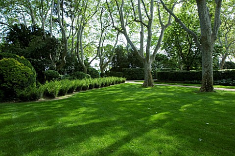 PROVENCE__FRANCE__ALTAVES_LUSH_GREEN_LAWN_WITH_PLANE_TREES_AND_SARCOCOCCA_CONFUSA