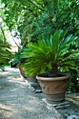 PROVENCE  FRANCE - ALTAVES. TERRACOTTA CONTAINER WITH CANARY ISLAND DATE PALM (PHOENIX CANARIENSIS)