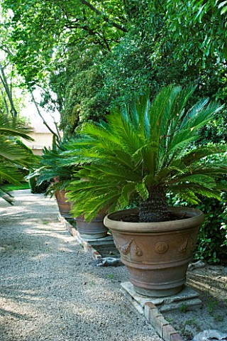 PROVENCE__FRANCE__ALTAVES_TERRACOTTA_CONTAINER_WITH_CANARY_ISLAND_DATE_PALM_PHOENIX_CANARIENSIS