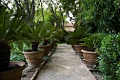 PROVENCE  FRANCE - ALTAVES. PATH AND AVENUE OF TERRACOTTA CONTAINERS WITH CANARY ISLAND DATE PALM (PHOENIX CANARIENSIS)