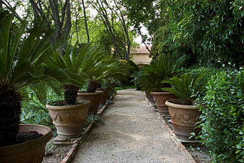 PROVENCE__FRANCE__ALTAVES_PATH_AND_AVENUE_OF_TERRACOTTA_CONTAINERS_WITH_CANARY_ISLAND_DATE_PALM_PHOE