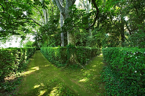 PROVENCE__FRANCE__ALTAVES_GRASS_PATHS_AND_CLIPPED_HEDGES_WITH_PLANE_TREES_CREATE_DAPPLED_SHADE