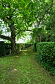 PROVENCE  FRANCE - ALTAVES. GRASS PATH AND CLIPPED HEDGES WITH PLANE TREES CREATE DAPPLED SHADE