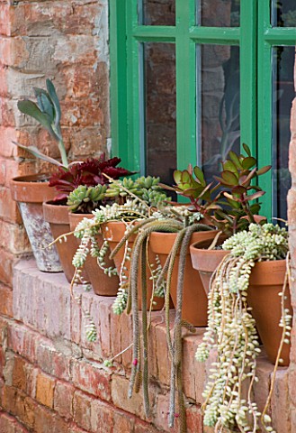 PROVENCE__FRANCE__ALTAVES_WINDOWSILL_OF_SUMMERHOUSE_WITH_SUCCULENTS_IN_TERRACOTTA_POTS