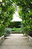 PROVENCE  FRANCE - ALTAVES GARDEN. GRAVEL PATH WITH GRAPE VINES