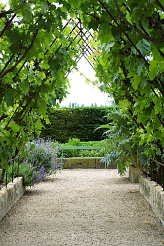 PROVENCE__FRANCE__ALTAVES_GARDEN_GRAVEL_PATH_WITH_GRAPE_VINES