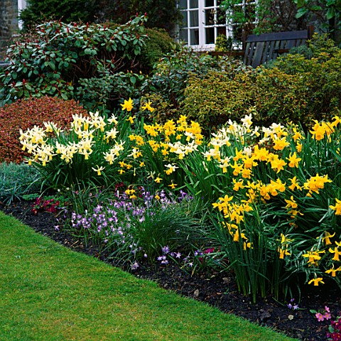 THE_BORDER_BY_THE_MAIN_LAWN_AT_CHIFFCHAFFS_GARDEN__DORSET__WITH_NARCISSI_AND_CHIONODOXA