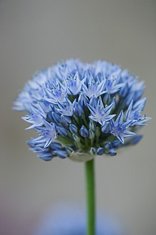 ALLIUM_CON_VALLARIOIDES_FLOWER__BLUE__BULB