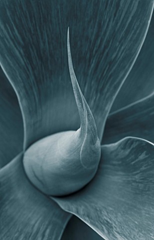 BLACK_AND_WHITE_TONED_IMAGE_OF_AGAVE_ATTENUATA