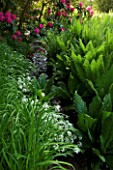 WAKEHURST PLACE  WEST SUSSEX. SHUTTLECOCK FERNS  MATTEUCIA STRUTHIOPTERIS   WILD GARLIC AND PINK RHODODENDRON BY A STREAM. WOODLAND. SHADE