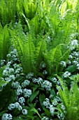WAKEHURST PLACE  WEST SUSSEX. SHUTTLECOCK FERNS  MATTEUCIA STRUTHIOPTERIS AND WILD GARLIC BY A STREAM. WOODLAND. SHADE