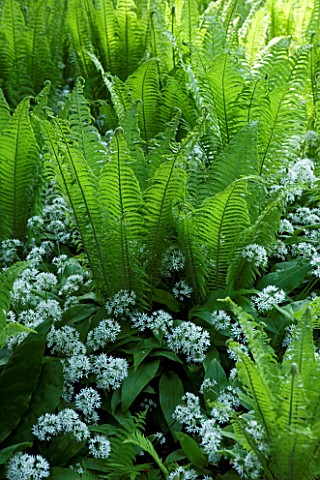 WAKEHURST_PLACE__WEST_SUSSEX_SHUTTLECOCK_FERNS__MATTEUCIA_STRUTHIOPTERIS_AND_WILD_GARLIC_BY_A_STREAM