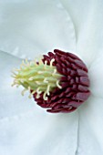 CLOSE UP OF THE CENTRE OF THE WHITE FLOWER OF MAGNOLIA WILSONII WITH RED STAMENS