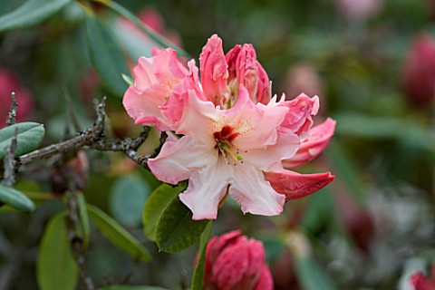CLOSE_UP_OF_PINK_FLOWERS_OF_RHODODENDRON_LEMS_CAMEO