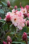CLOSE UP OF PINK FLOWERS OF RHODODENDRON LEMS CAMEO
