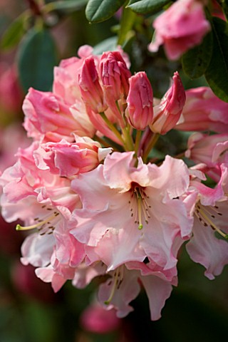 CLOSE_UP_OF_PINK_FLOWERS_OF_RHODODENDRON_LEMS_CAMEO