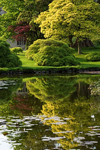 WAKEHURST_PLACE__WEST_SUSSEX_THE_PINK_FLOWERS_OF_RHODODENDRON_LEMS_CAMEO_BESIDE_THE_LAKE_REFLECTED_I