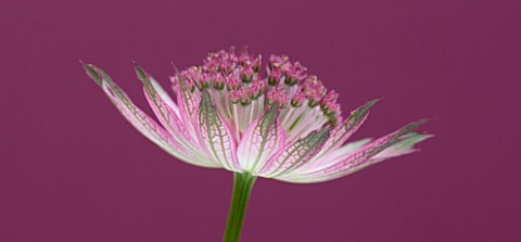 CLOSE_UP_OF_THE_PINK_FLOWER_OF_ASTRANTIA_ROMA_AGAINST_PINK_BACKGROUND