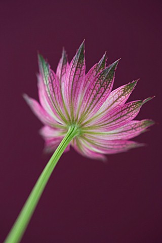 CLOSE_UP_OF_THE_PINK_FLOWER_OF_ASTRANTIA_ROMA_AGAINST_PINK_BACKGROUND
