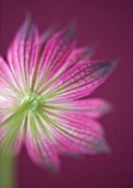 CLOSE UP OF THE PINK FLOWER OF ASTRANTIA ROMA AGAINST PINK BACKGROUND