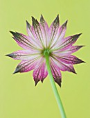 CLOSE UP OF THE PINK FLOWER OF ASTRANTIA ROMA AGAINST YELLOW BACKGROUND