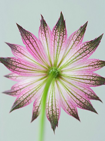 CLOSE_UP_OF_THE_PINK_FLOWER_OF_ASTRANTIA_ROMA_AGAINST_GREY_BACKGROUND
