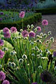 THE WALLED GARDEN AT COWDRAY  WEST SUSSEX. DESIGNER: JAN HOWARD - SECTION OF BORDER WITH ALLIUM PURPLE SENSATION AND WHITE ALLIUM