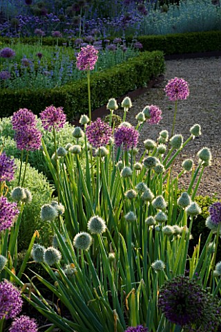 THE_WALLED_GARDEN_AT_COWDRAY__WEST_SUSSEX_DESIGNER_JAN_HOWARD__SECTION_OF_BORDER_WITH_ALLIUM_PURPLE_