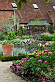 WALLED GARDEN AT COWDRAY  WEST SUSSEX. DESIGNER: JAN HOWARD - BORDER WITH PINK PEONIES BESIDE BOX EDGED BEDS WITH ALLIUM PURPLE SENSATION AND OLIVE TREE IN TERRACOTTA CONTAINER