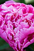 THE WALLED GARDEN AT COWDRAY  WEST SUSSEX. DESIGNER: JAN HOWARD - CLOSE UP OF PINK PEONY (PAEONIA) (UNKNOWN VARIETY)