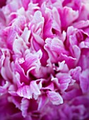 THE WALLED GARDEN AT COWDRAY  WEST SUSSEX. DESIGNER: JAN HOWARD - CLOSE UP OF PINK PEONY (PAEONIA) (UNKNOWN VARIETY)