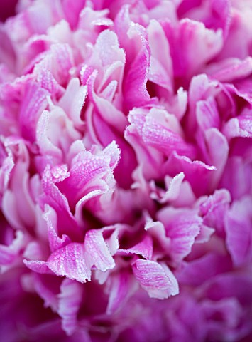 THE_WALLED_GARDEN_AT_COWDRAY__WEST_SUSSEX_DESIGNER_JAN_HOWARD__CLOSE_UP_OF_PINK_PEONY_PAEONIA_UNKNOW