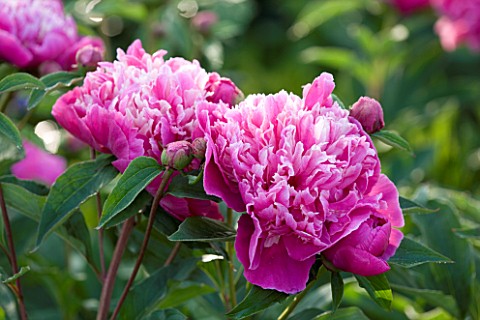 THE_WALLED_GARDEN_AT_COWDRAY__WEST_SUSSEX_DESIGNER_JAN_HOWARD__PINK_PEONIES_PAEONIA_UNKNOWN_VARIETY