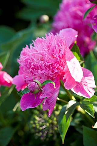 THE_WALLED_GARDEN_AT_COWDRAY__WEST_SUSSEX_DESIGNER_JAN_HOWARD__PINK_PEONY_PAEONIA_UNKNOWN_VARIETY