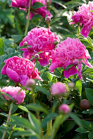 THE_WALLED_GARDEN_AT_COWDRAY__WEST_SUSSEX_DESIGNER_JAN_HOWARD__PINK_PEONIES_PAEONIA_UNKNOWN_VARIETY